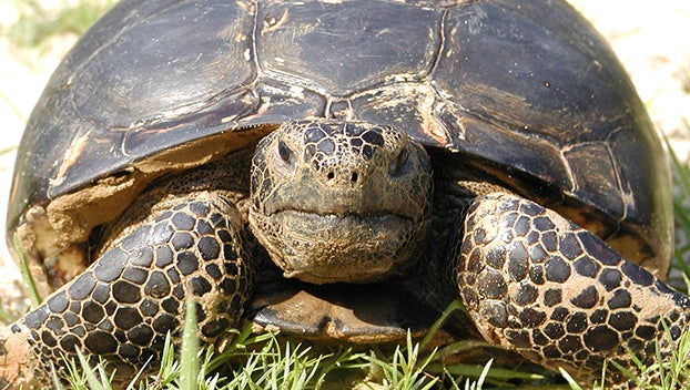 Watch out rabbits! Close to 40 gopher tortoises released into the wilds ...