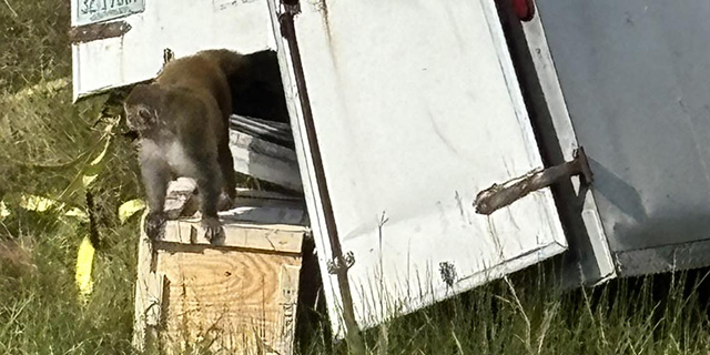 Mississippi officials issue alert after monkeys escape I-59 crash